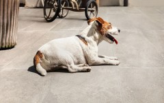 Dom Ceramiche Mas De Provence Kőhatású járólap 