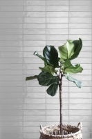 Eccentrico Linea Falburkolat 