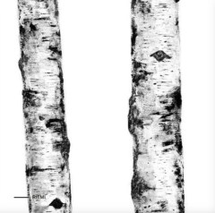 Kerlite Wonderwall Ritmi dekorcsempe 300x100 cm